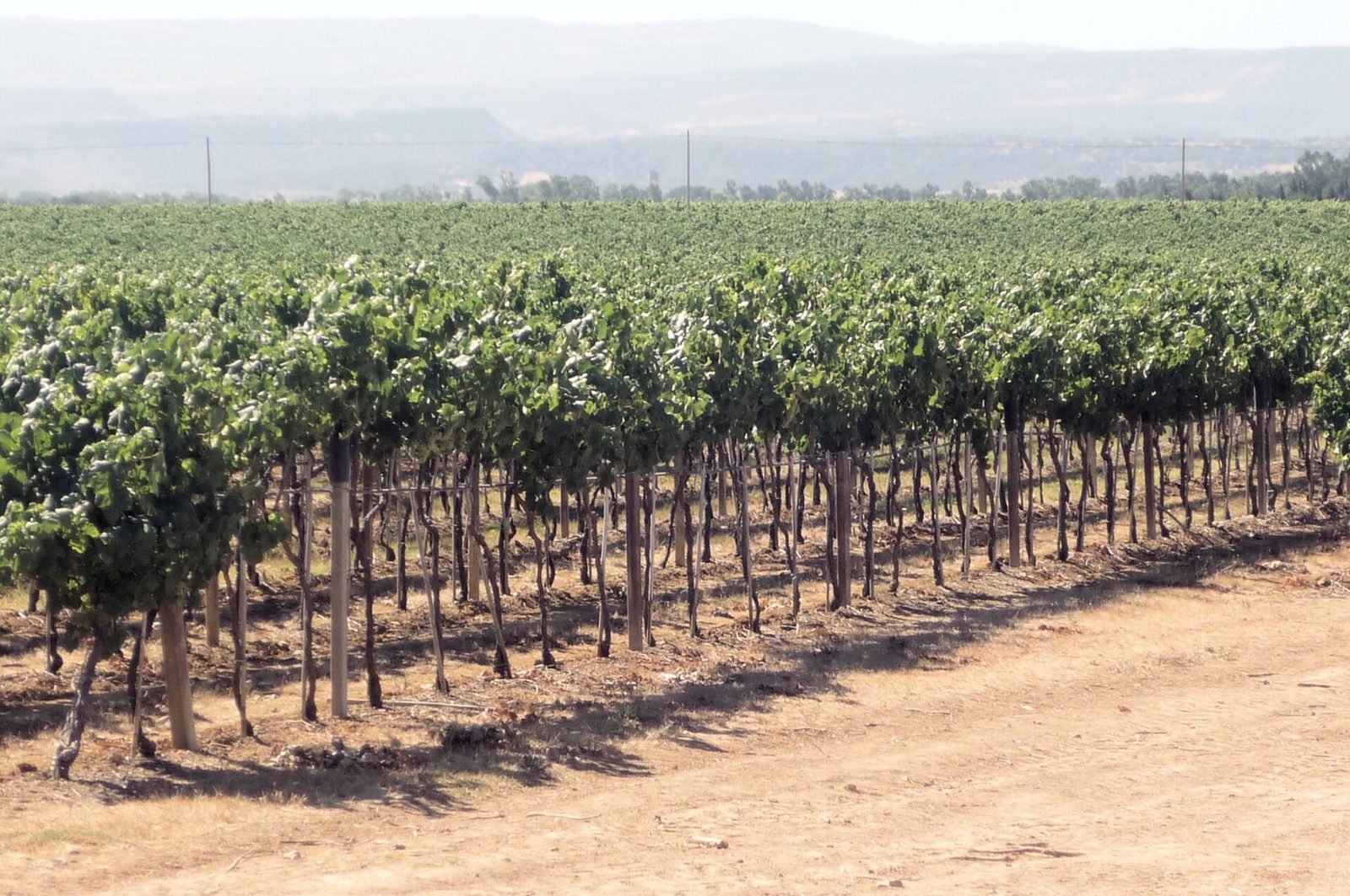 Filari di vigneti nelle campagne di Alghero in estate, con le colline della Nurra sullo sfondo