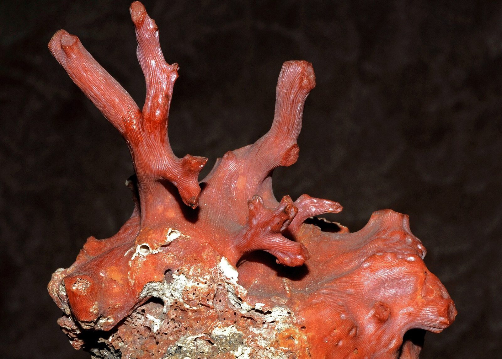 Ramo di corallo rosso del Mediterraneo (Corallium rubrum) su sfondo scuro